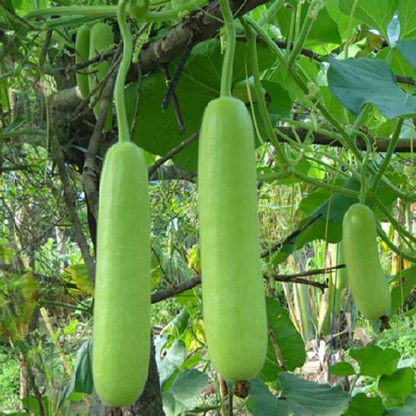 Bottle gourd - Eat them when its warm outside - Summer Diet Tips