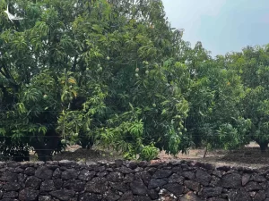 Seasonal Fruits in India, Devgad Alphonso Hapus Mangoes